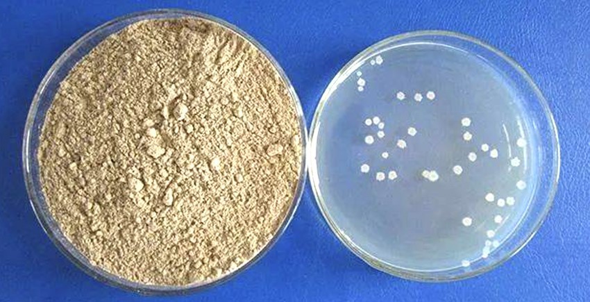 Bacillus subtili3 Bacillus subtili3