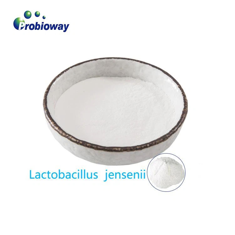 Organski Lactobacillus Curvatus