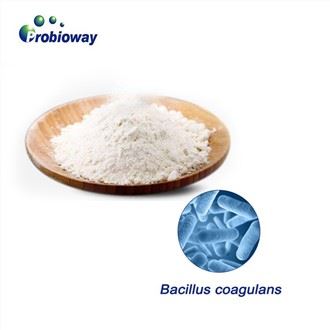 Visoka stabilnost Bacillus Coagulans
