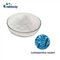 Visoka stabilnost Lactobacillus Reuteri