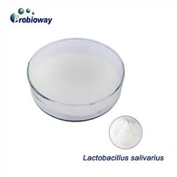 Lactobacillus Salivarius probiotiki