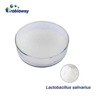 Lactobacillus Salivarius probiotiki