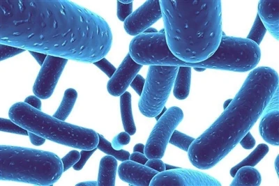 Kakšne so koristi Lactobacillus plantarum za človeško telo?
