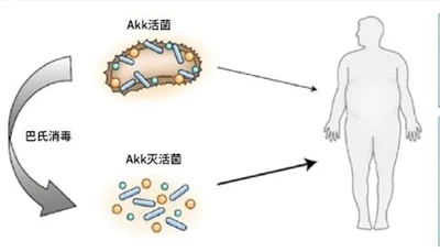 Ali postbiotiki AKK delujejo?